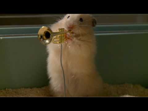 The drench Clever Hamsters jazz band – official ad