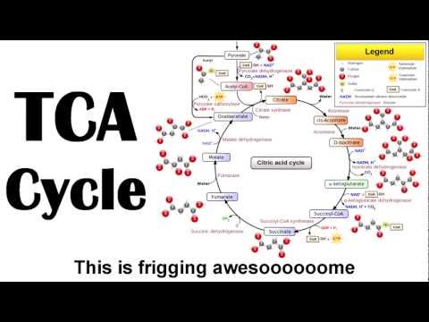 TCA (Kreb’s) Cycle Rap – Wilson Lam (Macklemore – Thrift Shop Parody)