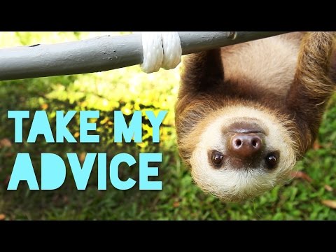 5 Pieces Of Life Advice From Sloths